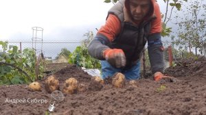 ? ВЫСОКАЯ УРОЖАЙНОСТЬ КАРТОФЕЛЯ СОРТА АМЕРИКАНКА В ПИРАМИДАХ. КОПАЮ УРОЖАЙ ВМЕСТЕ С ПОДПИСЧИКАМИ ?