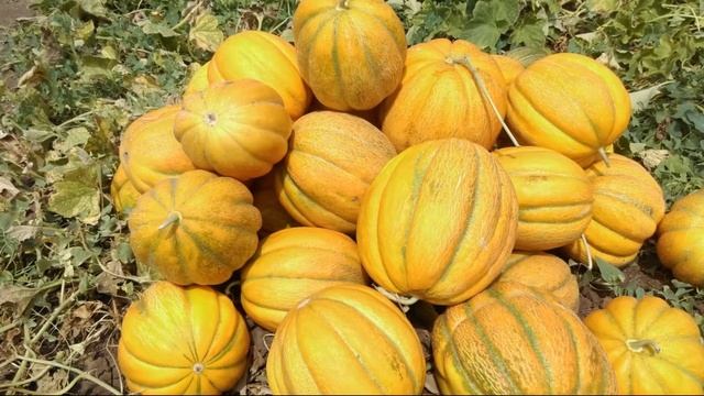 ДЫНЯ ЭФИОПКА - САМООПЫЛЯЕМЫЙ СРЕДНЕРАННИЙ ЗАСУХОУСТОЙЧИВЫЙ С ЯРКИМ АРОМАТОМ СОРТ