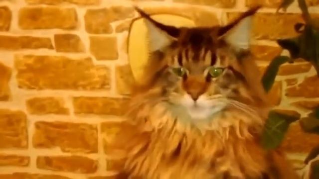 Кот не хочет есть колбасу смотреть онлайн