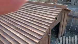 Индийский бегунок , содержание и уход.