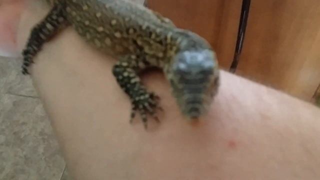 Nile monitor training days part 3 смотреть онлайн
