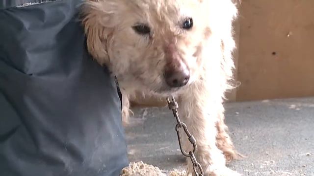 Приют Кот и Пёс