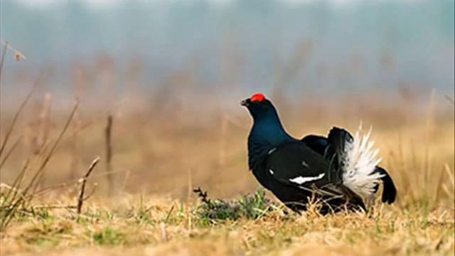 Jan Pawel 2 Kwiaty Polskie Karina Kalczynska