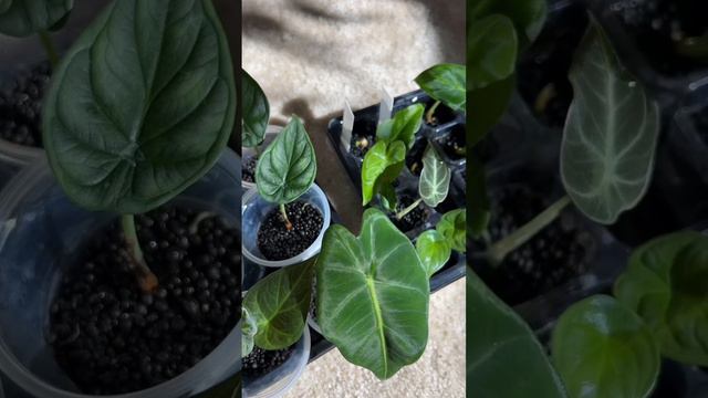 Rooting Alocasia Corms using Fluval Stratum! смотреть онлайн