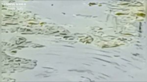 А ТЫ ЗНАЛ! Когда нерест у щуки! Можно ли ловить щуку во время нереста