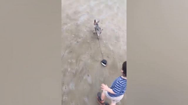 приколы с детьми и животными! смешные ошибки детей с животными! fun with kids! смотреть онлайн