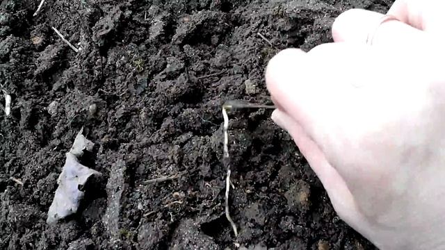Семена клёна поросли в грунте после зимы смотреть онлайн
