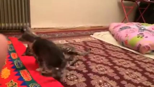 Котенок жанаозен смотреть онлайн