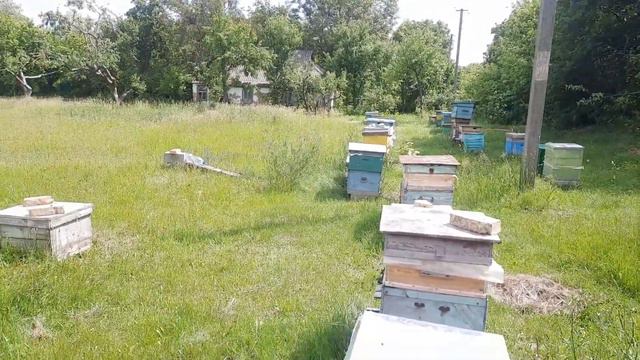 Акация.Будет ли мед.???🍯 смотреть онлайн