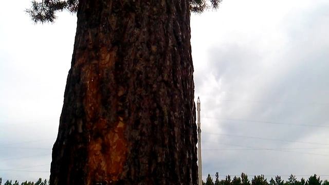 Молния в дерево.