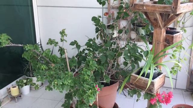 Огород на балконе Что я обнаружила в цветочном горшке смотреть онлайн