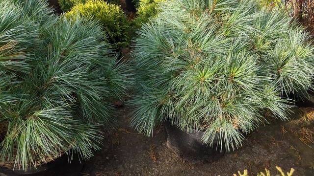 Сосна веймутова"Блю Шег" Pinus strobus "Blue Shag" смотреть онлайн