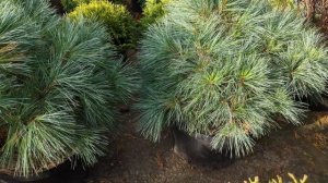 Сосна веймутова«Блю Шег» Pinus strobus «Blue Shag»