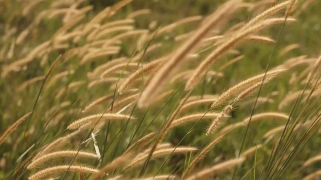 Мощная медитация на принятие правильного решения (медитация которая реально работает) смотреть онлайн