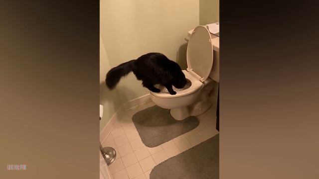 014. Funniest Cat Videos Will Make You Laugh #182 - Funny Animal Videos.mp4 смотреть онлайн