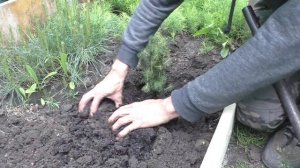 Пересадка Ели канадской Коники в открытый грунт - купленной в супермаркете на новогодние праздники.