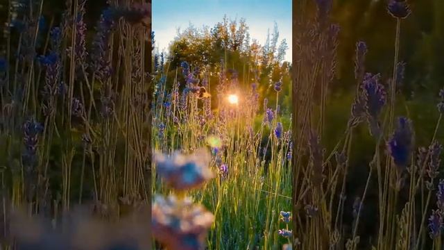 Пусть твоя душа, твои глаза и твой день будут яркими. смотреть онлайн