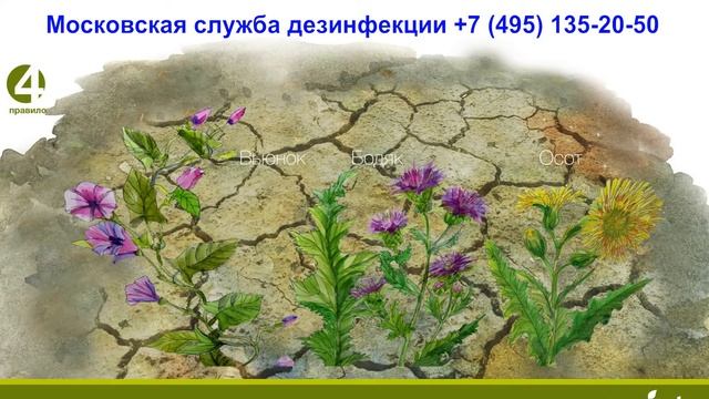 7 правил при обработке от сорняков весной смотреть онлайн