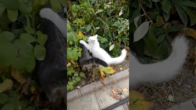 Вот такая у нас Муиза,как любимая кошка Пророка(С.А.В.),с разноцветными глазами!??? смотреть онлайн