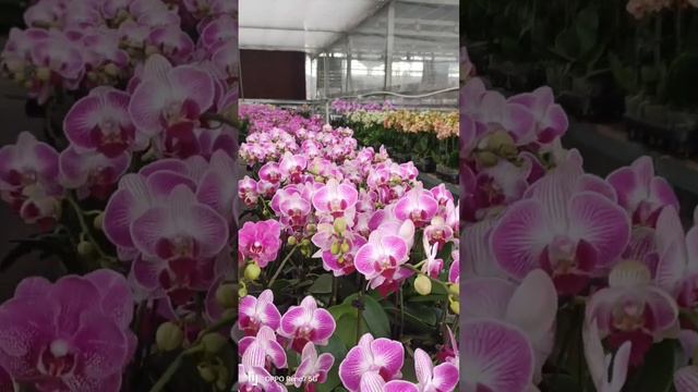 the beauty of Phalaenopsis orchids part 3 смотреть онлайн