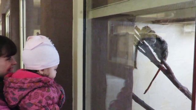 ЗООПАРК ДЛЯ ДЕТЕЙ! КОРМИМ ЖИРАФА, НОСОРОГА, ПЕЛИКАНОВ! Смеемся и ПРИКАЛЫВАЕМСЯ С ОБЕЗЬЯНАМИ. смотреть онлайн