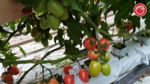 Томат розовая сливка. Виращивание в теплице. Пинк Пионер F1 от SAKATA