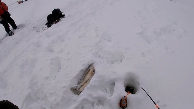 Ловля Судака на Нижнекамском водохранилище.Судак на Вибы смотреть онлайн
