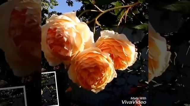 Все цветы милым женщинам??? С Днём 8 марта! #музыка смотреть онлайн
