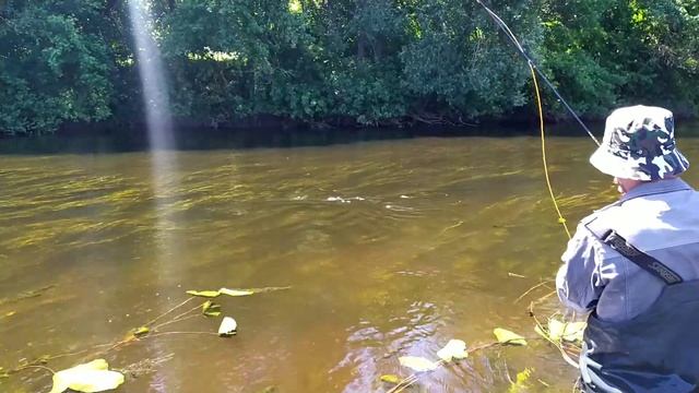 За Голавлем с нахлыстом , ловим на жука . смотреть онлайн