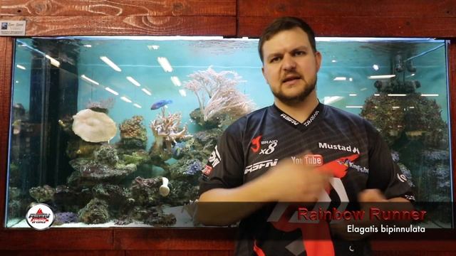 Species | Rainbow Runner смотреть онлайн