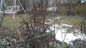 розы парковые, плетистые,  почвопокровные  - обрезка в марте