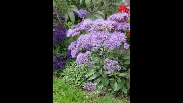 ТРАХЕЛИУМ  (TRACHELIUM)  сем. Колокольчиковые