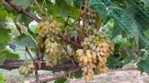 Виноград Хоуп