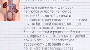 ОПУЩЕНИЕ ПОЧКИ. Ряд ДЕЙСТВИЙ, которые ПОМОГУТ избежать УСУГУБЛЕНИЯ Опущения Почки.
