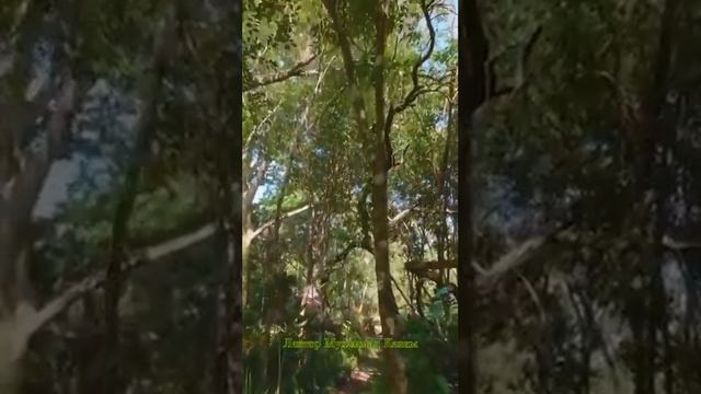 Мухаммад Казим смотреть онлайн