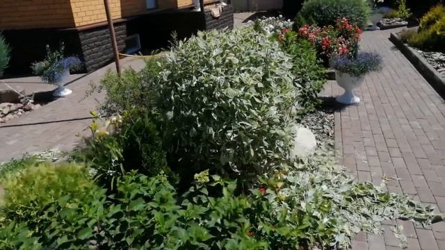 СТРИЖЁМ ДЕРЕН. ДЕРЕН БЕЛЫЙ ЭЛЕГАНТИССИМА. ДЕРЕН БЕЛЫЙ ШПЕТА. смотреть онлайн