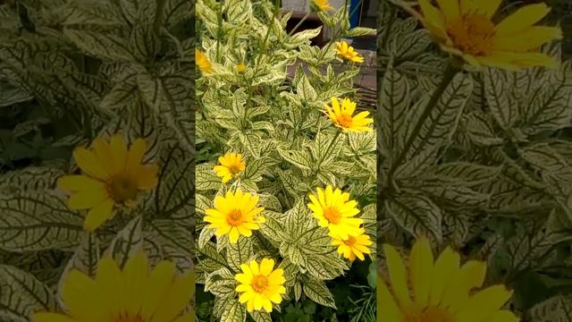 Ромашка многолетняя посадка,уход, размножение смотреть онлайн