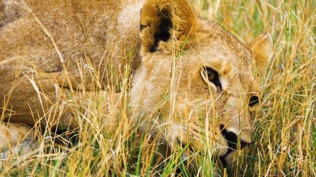 4K African Wildlife: Chobe National Park & Exploring Our Planet African With Real Sounds 4k Video смотреть онлайн