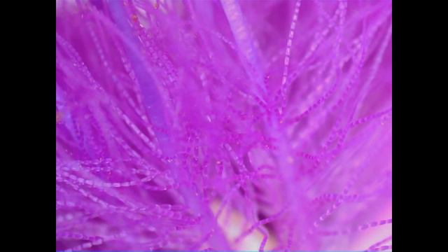 #8 Tradescantia virginiana (Dreimasterblume) смотреть онлайн