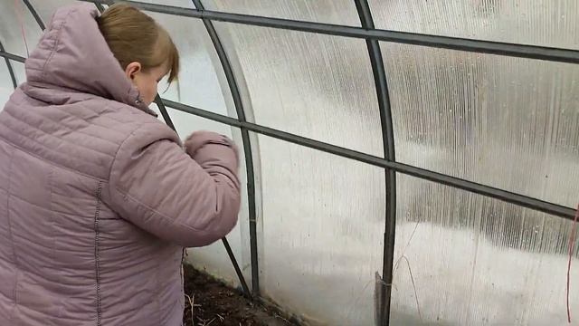 ГОРЧИЦА в теплице: сеем сидераты, чтобы обогатить почву и устроить севооборот до высадки томатов смотреть онлайн