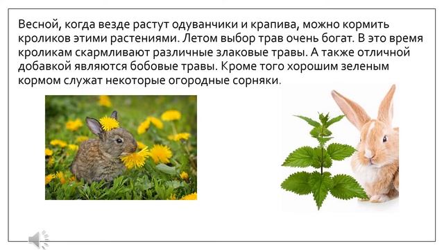 Сельскохозяйственный труд. Тема урока: "Корма для кроликов" смотреть онлайн