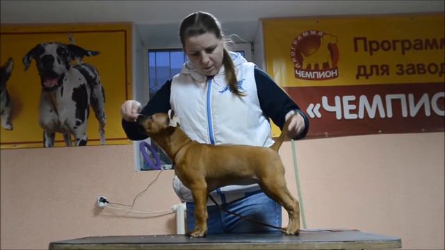 Thai Ridgeback Puppy ❤ Тайский риджбек щенок ❤ Lothy Melissa Et Tar-menel ❤
