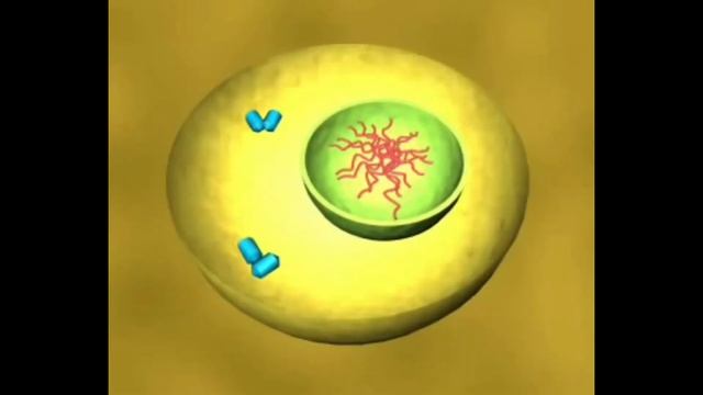 Деление клетки смотреть онлайн