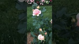 Роза японской селекции Masora (Масора). Саженец посадки 2021 года.