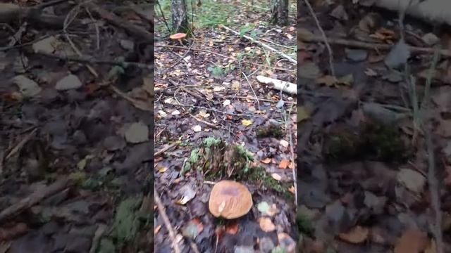 Белые грибы. смотреть онлайн