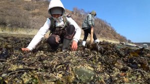 После шторма ВСЕ в КУЧУ, икра капуста рыба..