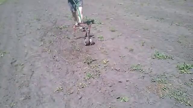 Сначала ручным плоскорезом,а потом мотоблоком по междурядью смотреть онлайн