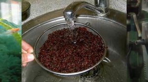 Появились белые точки на рыбке что это? Манка (Ихтиофтириоз)