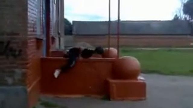 самые лучшие паркуристы смотреть онлайн