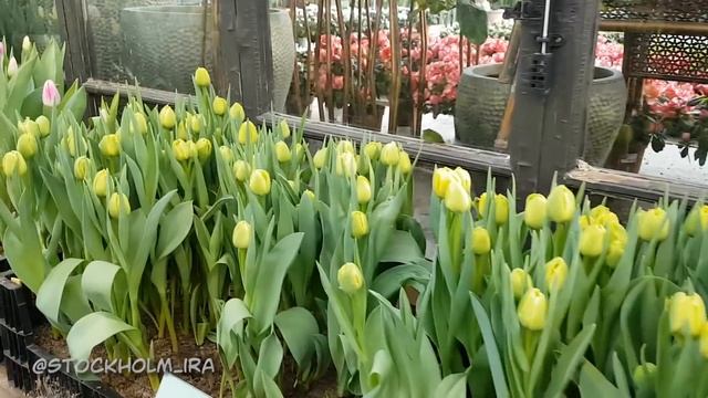 Ulriksdals Slottsträdgård - ОДНО ИЗ САМЫХ ВОЛШЕБНЫХ МЕСТ В СТОКГОЛЬМЕ смотреть онлайн